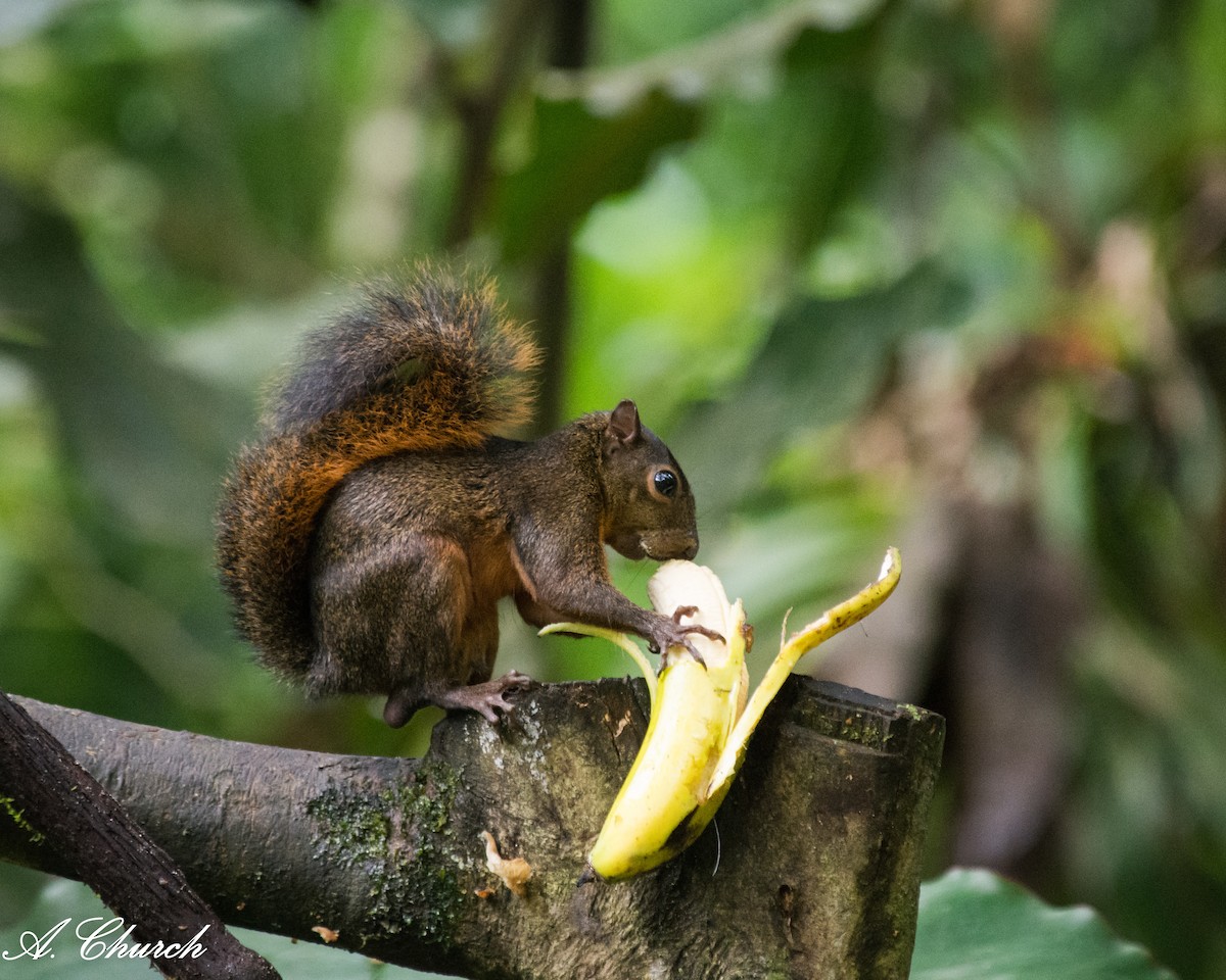 コクモツリス - ML645868510