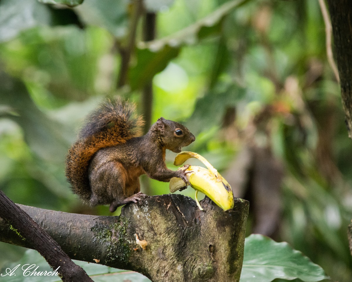 コクモツリス - ML645868511