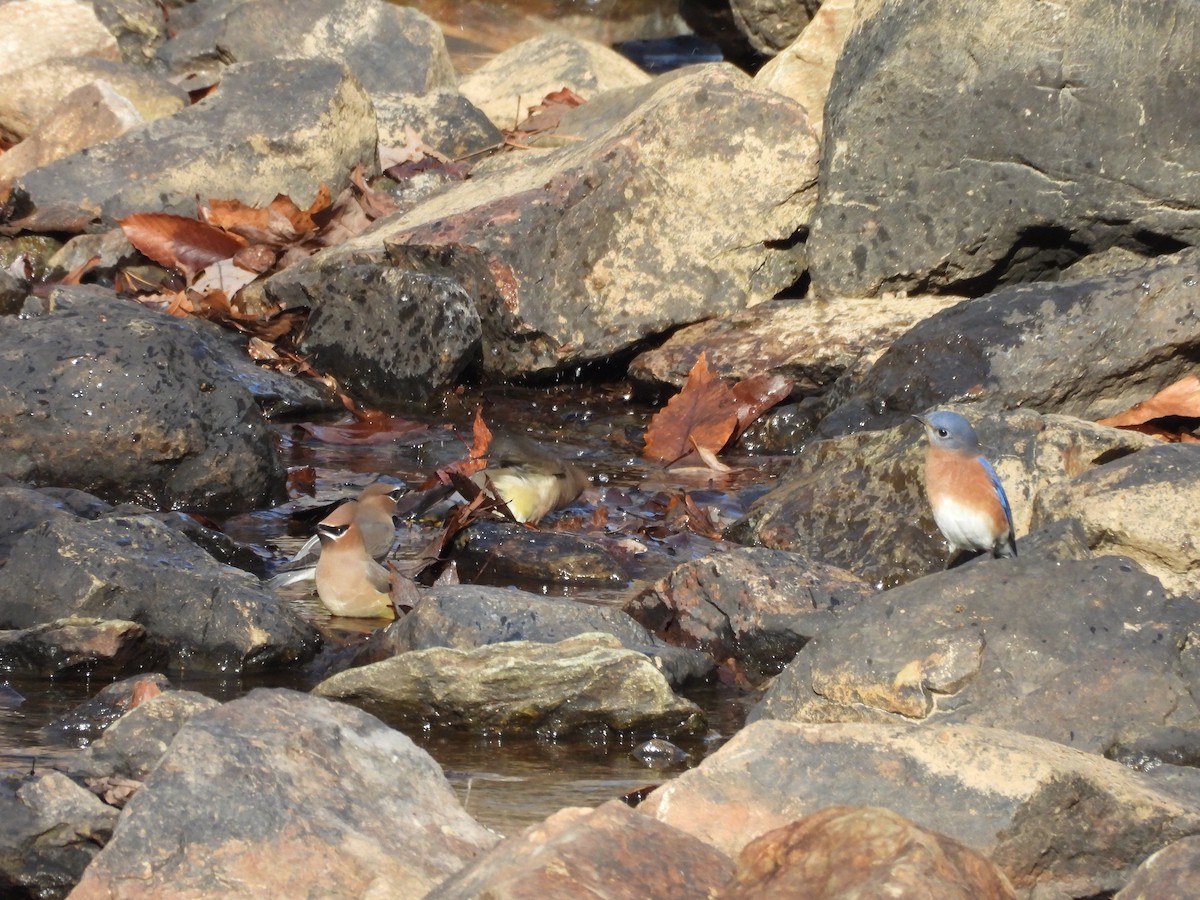 Cedar Waxwing - ML645868514