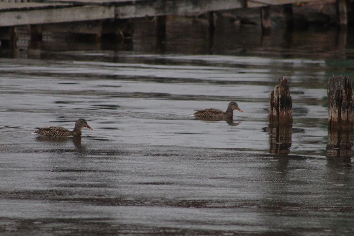 Mallard - ML645868515