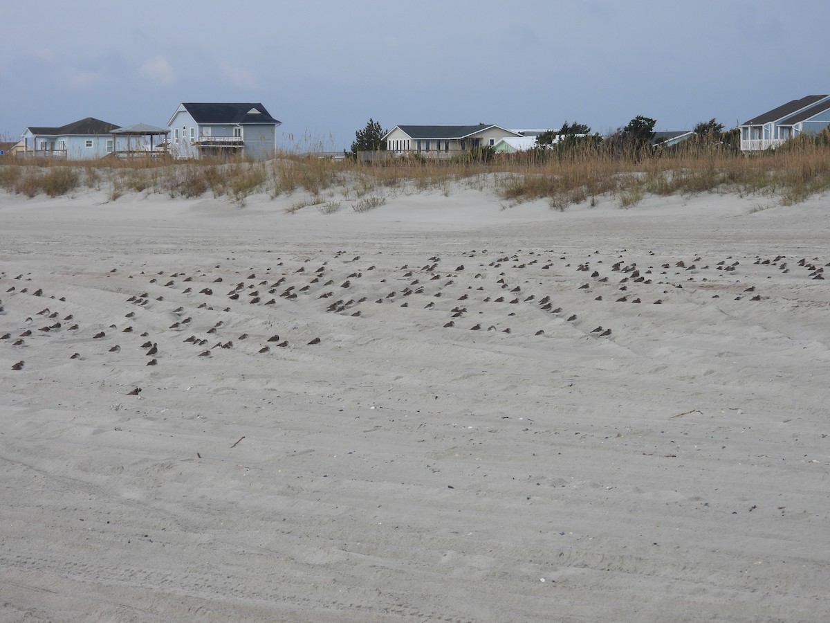 Dunlin - ML645868516