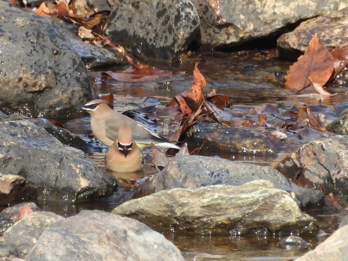 Cedar Waxwing - ML645868519