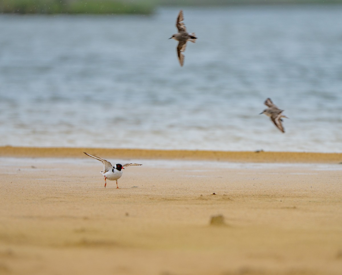Hooded Plover - ML645868520