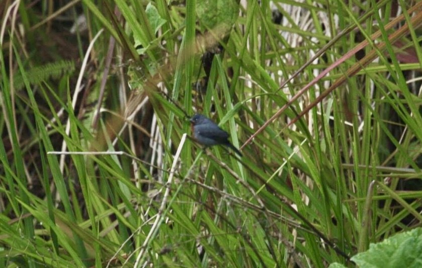 Chestnut-bellied Seedeater - ML645868521
