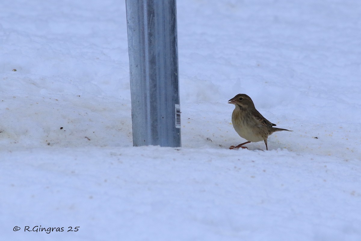 Dickcissel - ML645868522