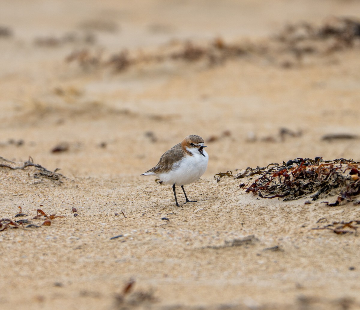 Red-capped Plover - ML645868523