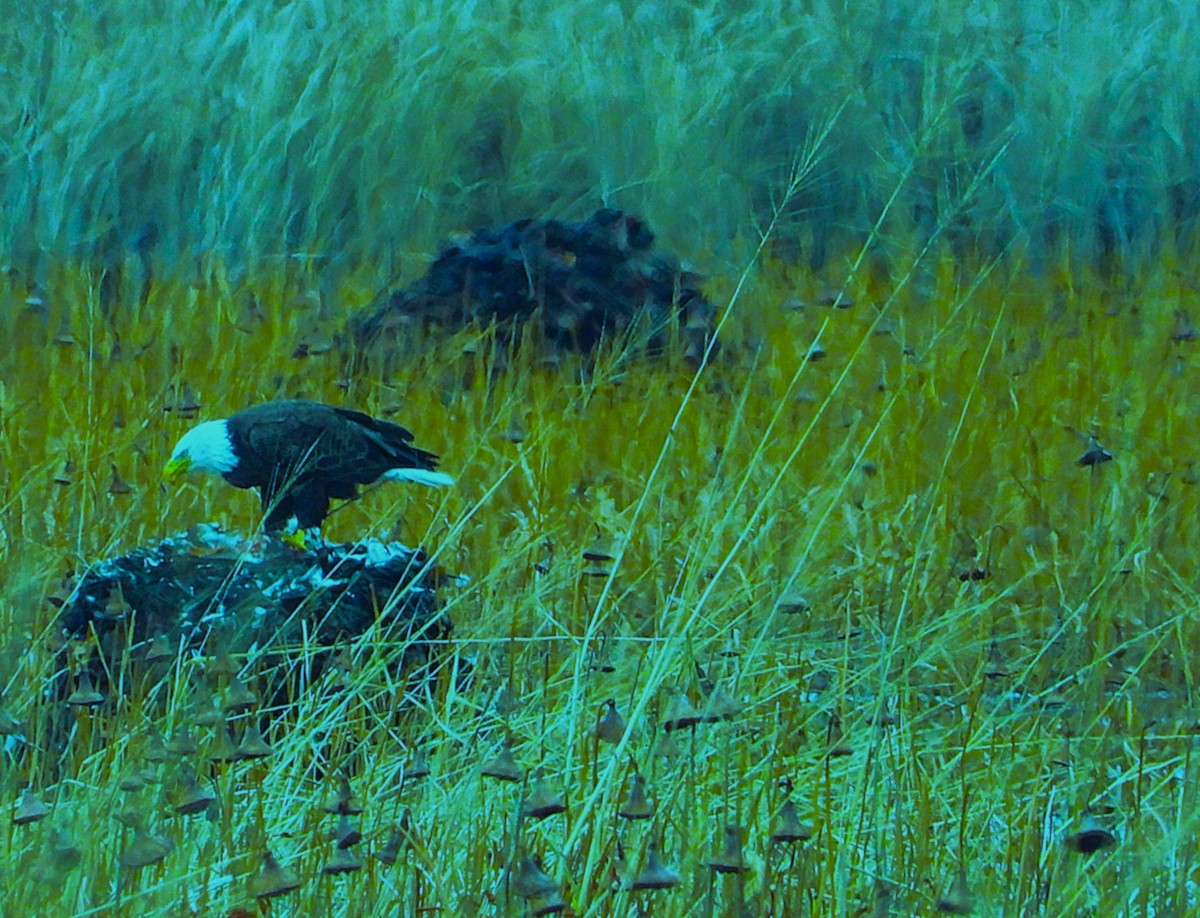 Bald Eagle - ML645868524