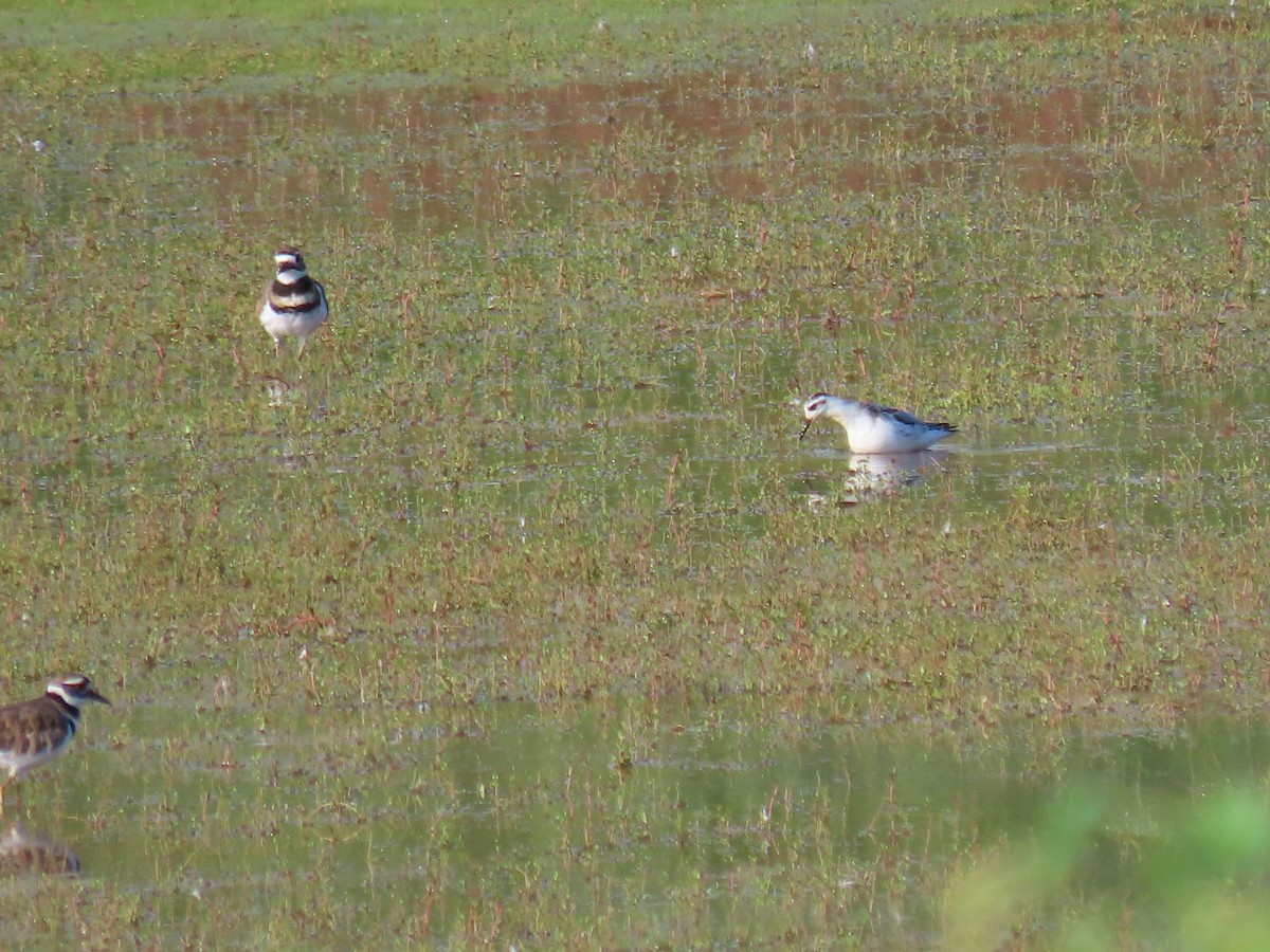Red Phalarope - ML645868525