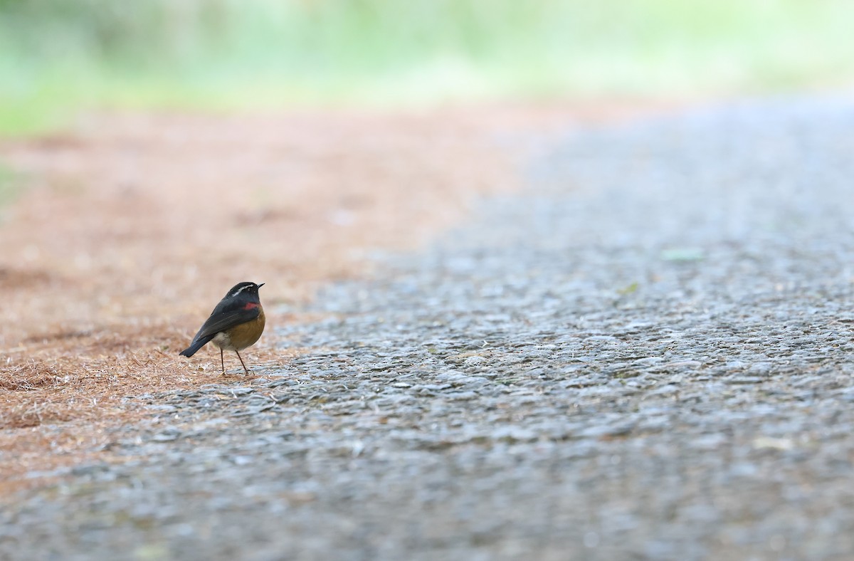 Collared Bush-Robin - ML645868526