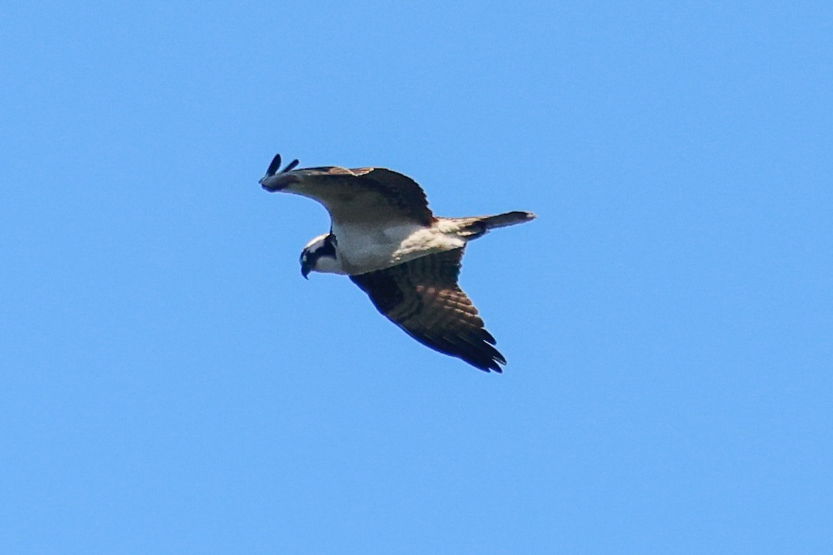 Osprey - ML645868527