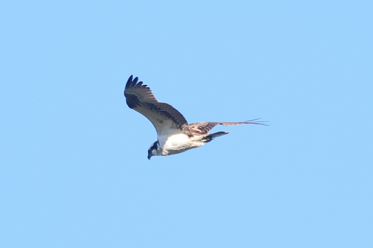 Osprey - ML645868528