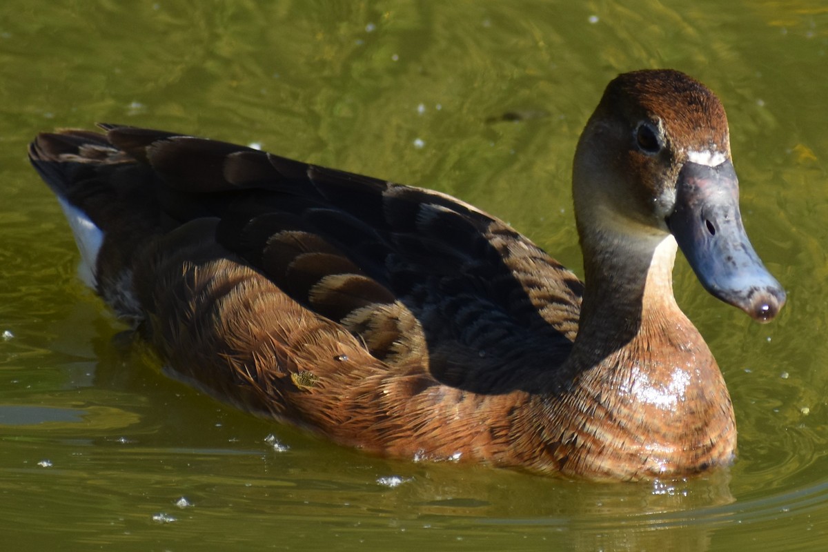 Rosy-billed Pochard - ML645868533