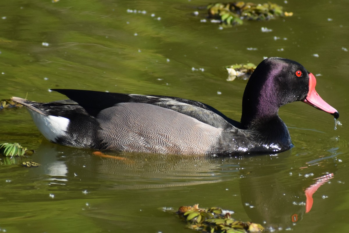 Rosy-billed Pochard - ML645868534