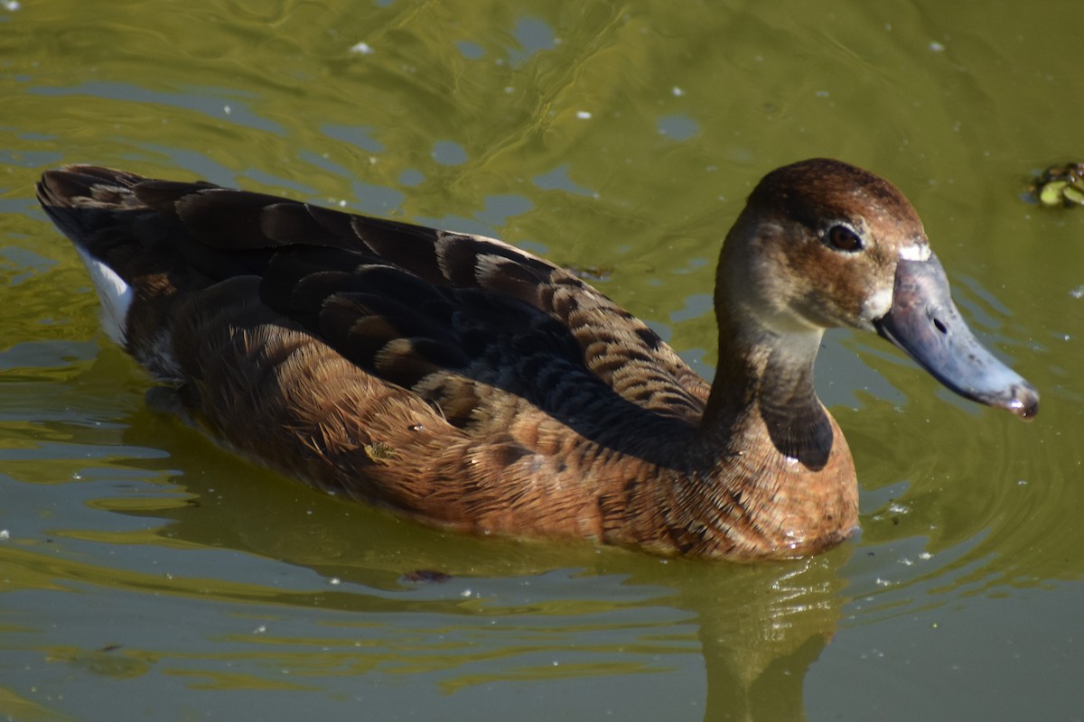 Rosy-billed Pochard - ML645868535