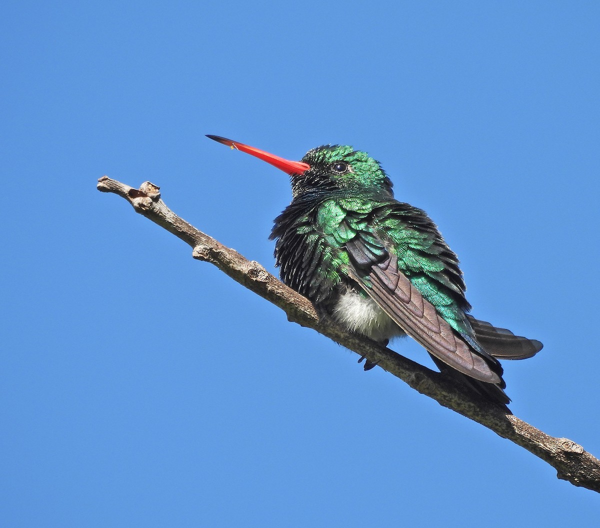 Glittering-bellied Emerald - ML645868536