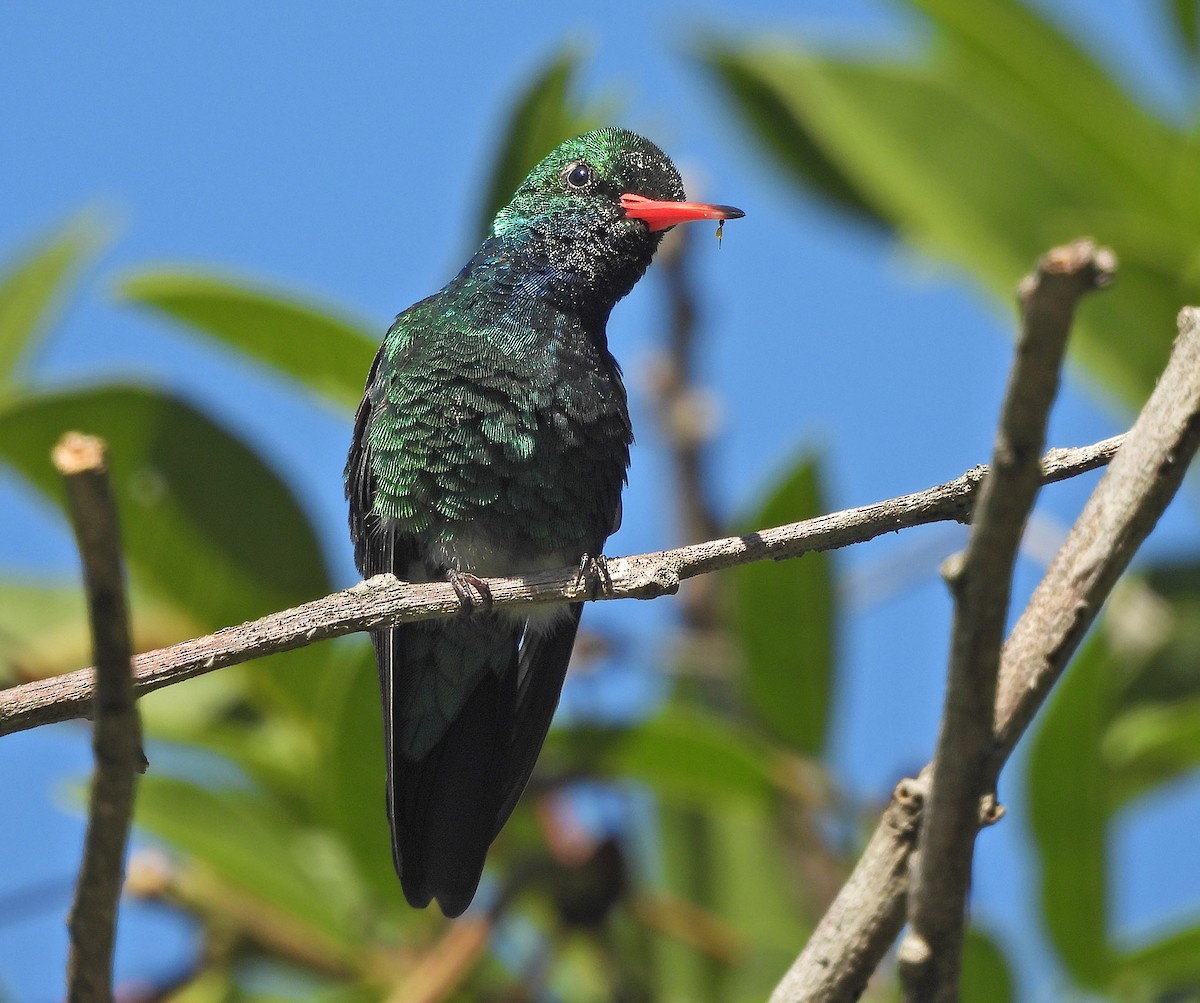 Glittering-bellied Emerald - ML645868537