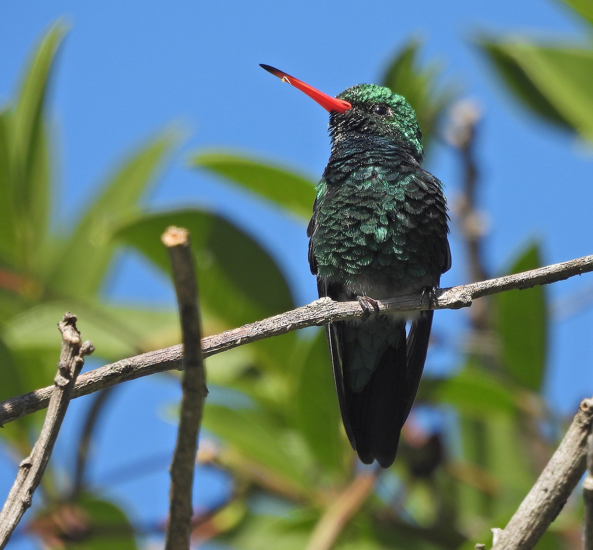 Glittering-bellied Emerald - ML645868538