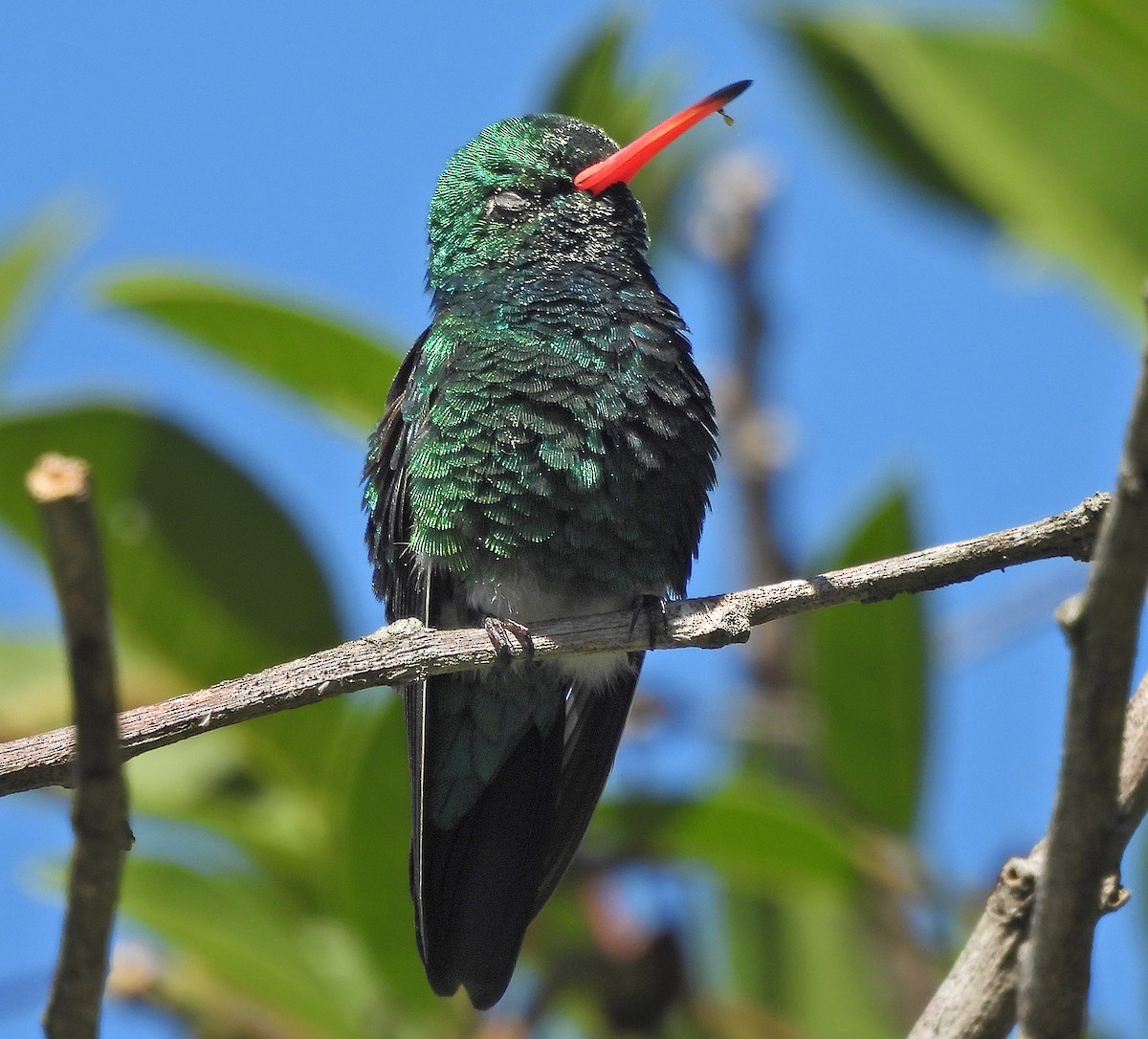 Glittering-bellied Emerald - ML645868539