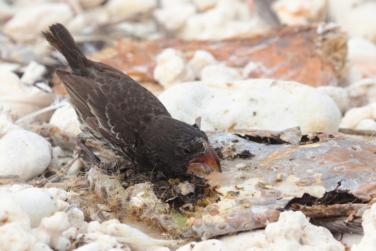 Large Ground-Finch - ML645868542