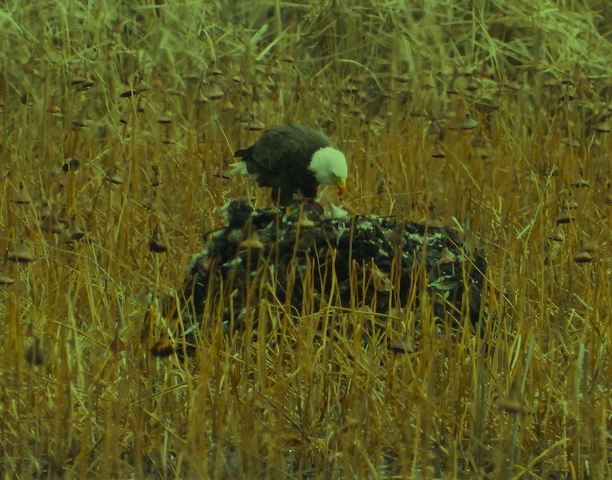 Bald Eagle - ML645868543