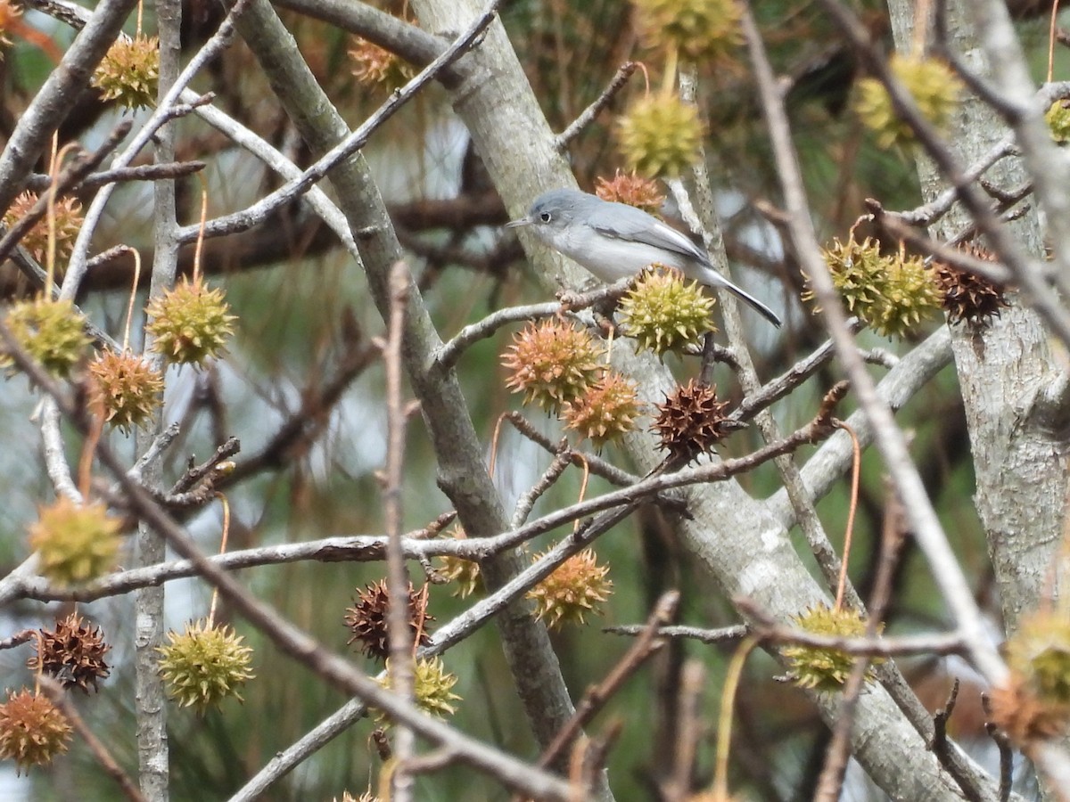 Голубая комароловка - ML645868544