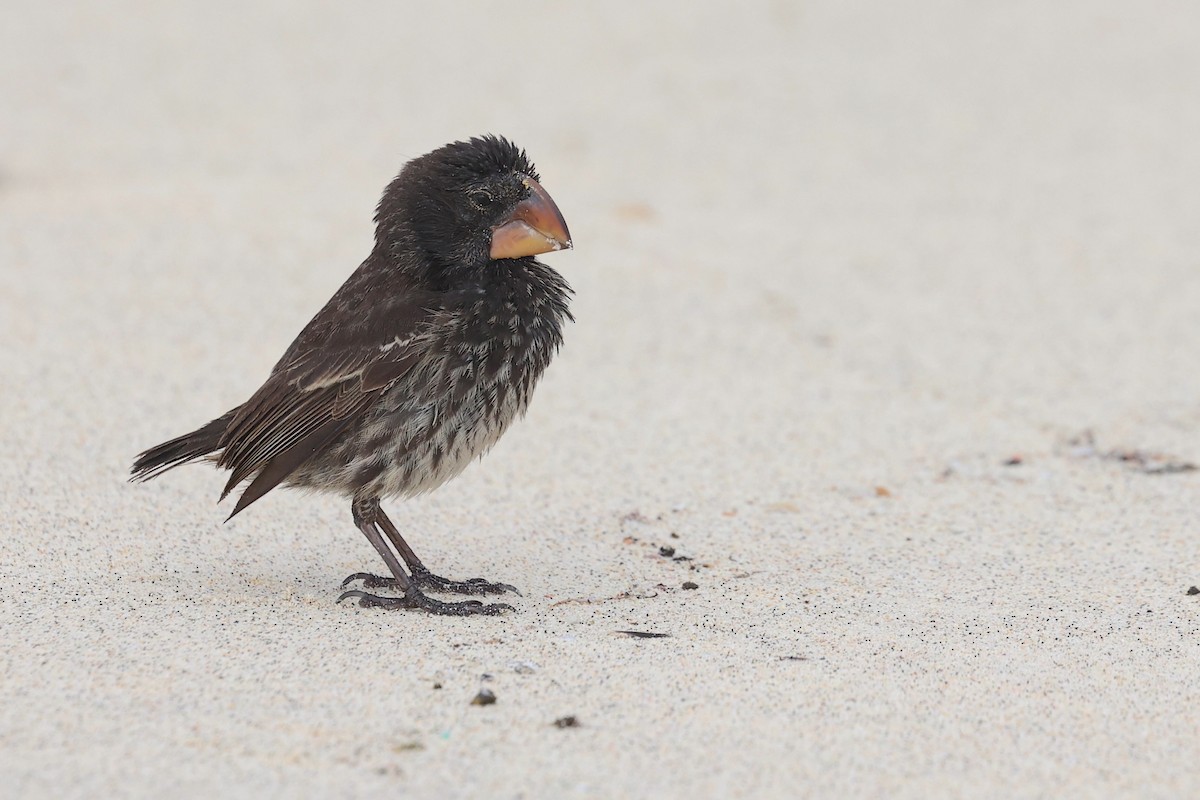 Large Ground-Finch - ML645868546