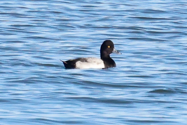 コスズガモ - ML645868548