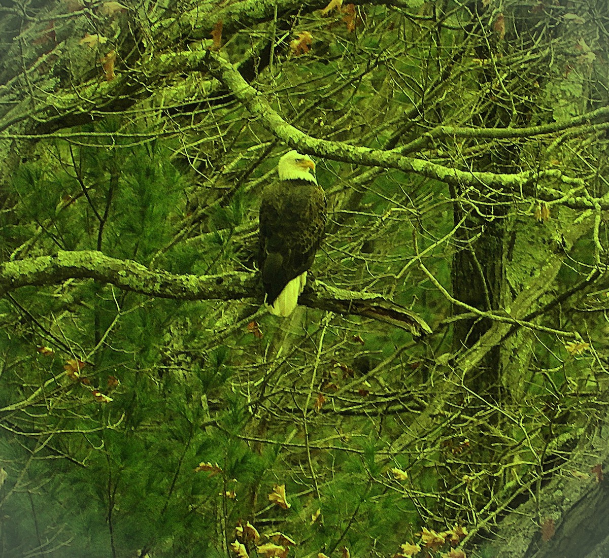 Bald Eagle - ML645868553