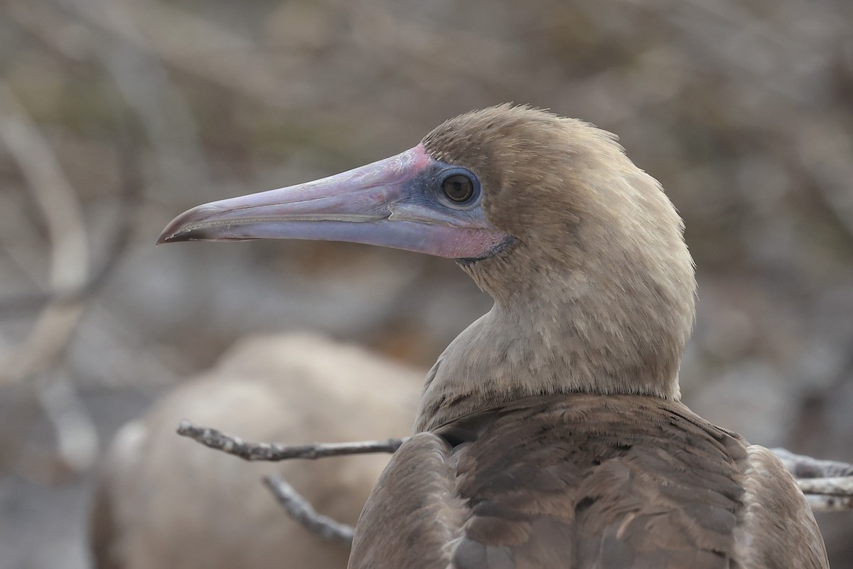 Rotfußtölpel (websteri) - ML645868554