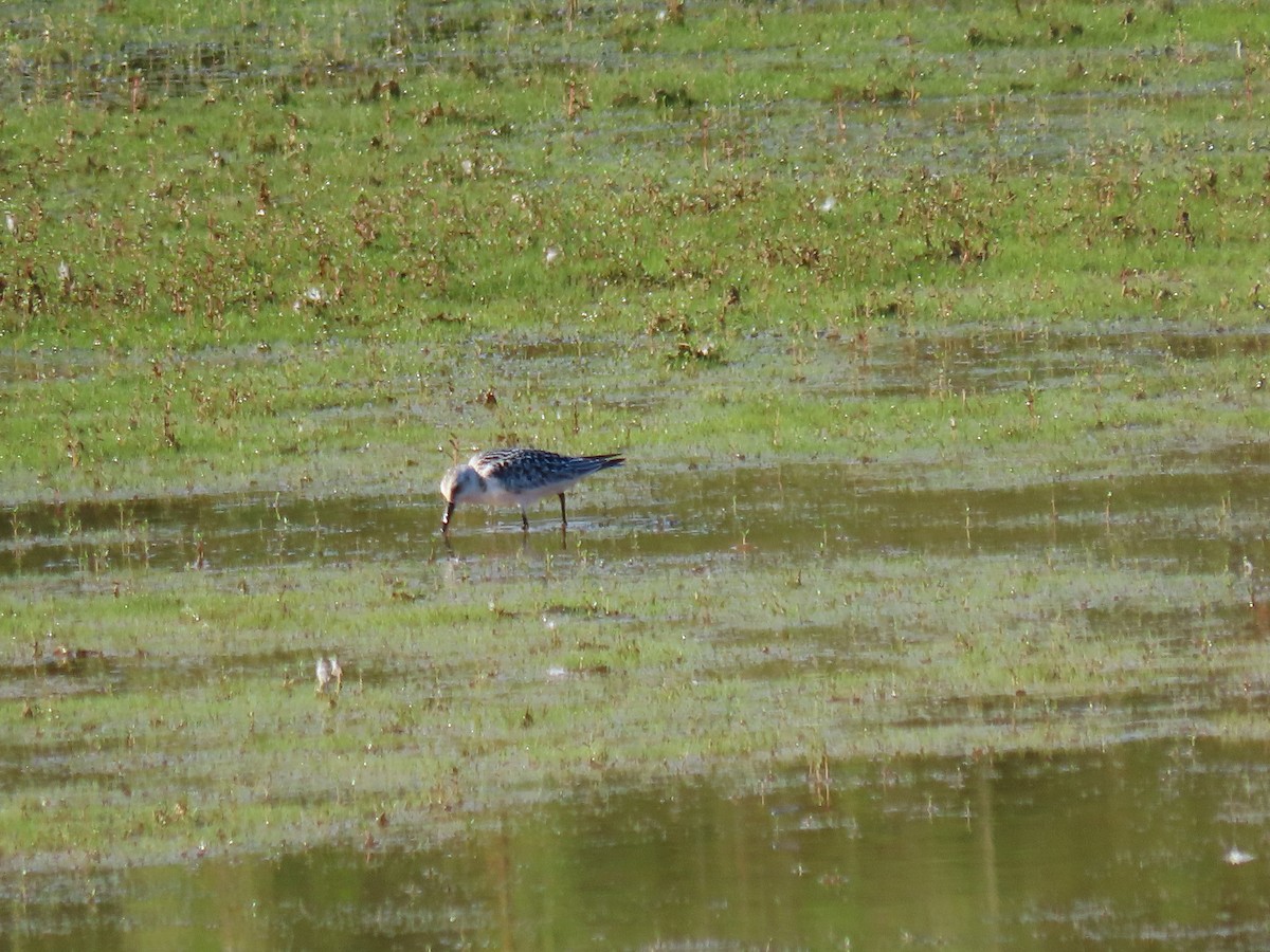 Песчанка - ML645868555