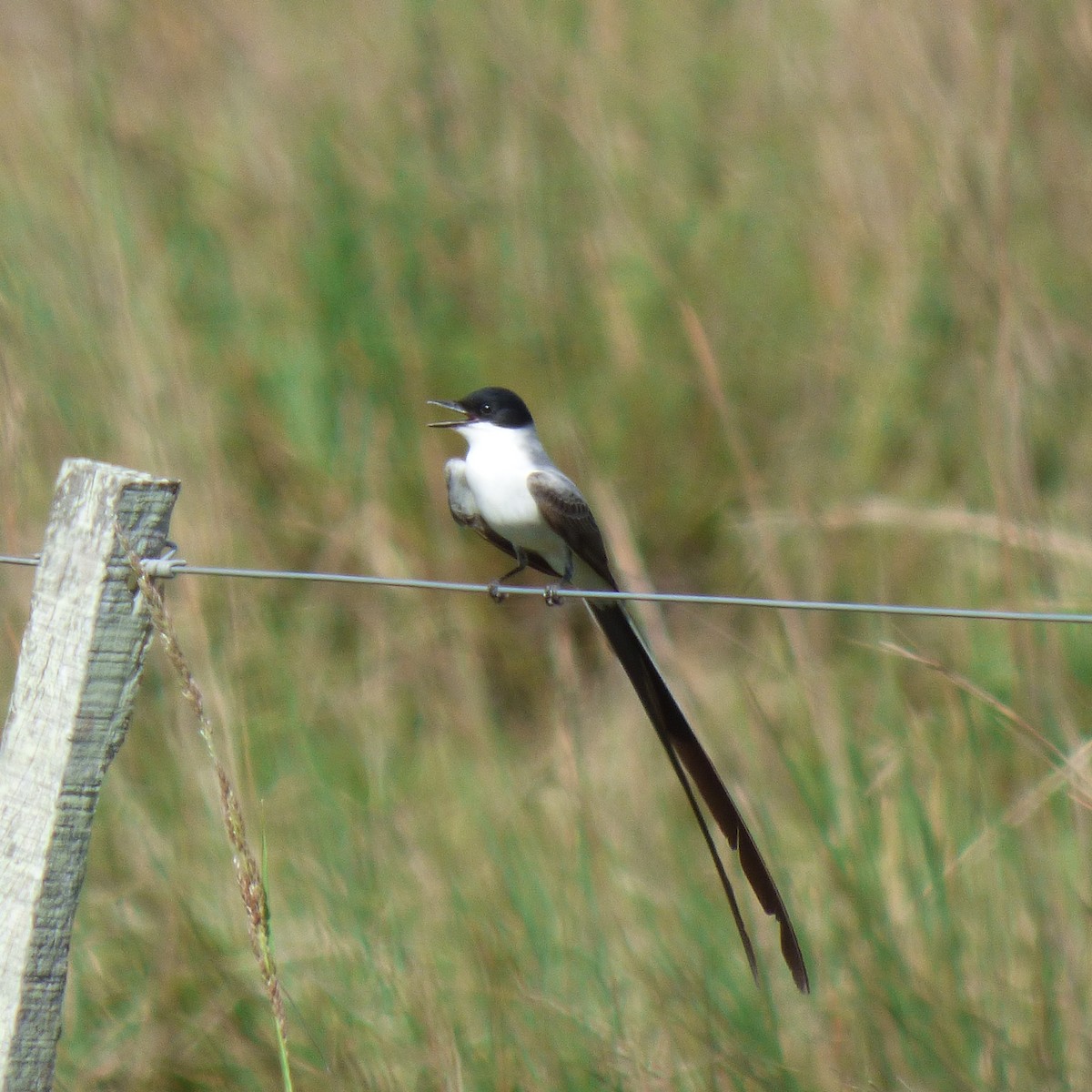 Fork-tailed Flycatcher - ML645868556