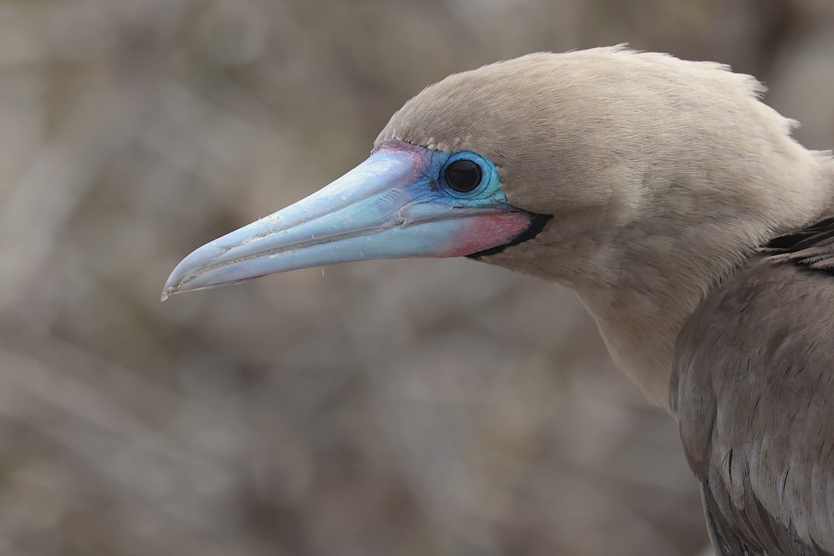 Rotfußtölpel (websteri) - ML645868559