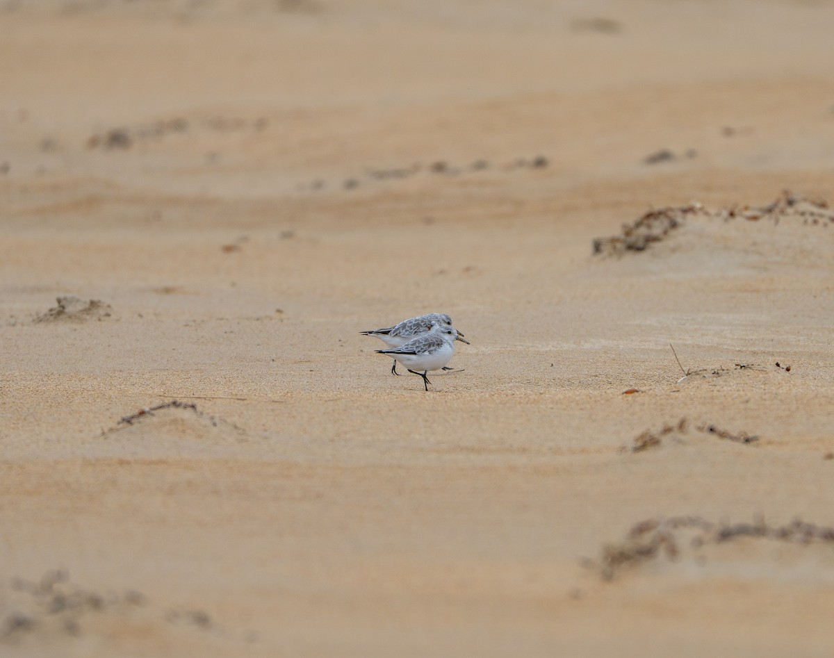 Песчанка - ML645868560