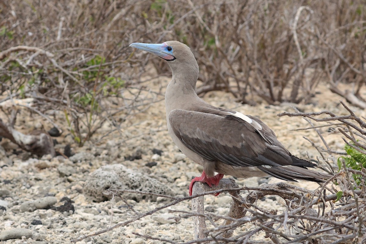 Rotfußtölpel (websteri) - ML645868562