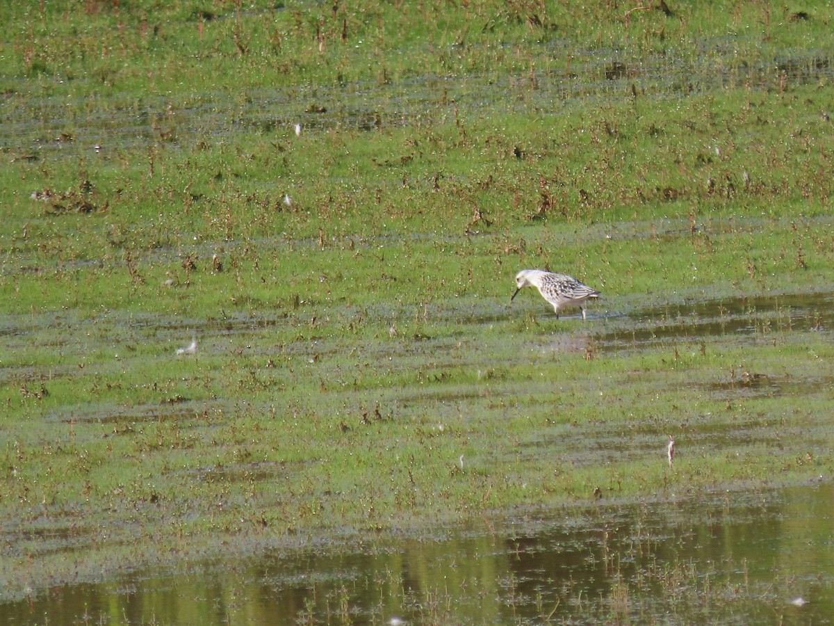 Песчанка - ML645868566