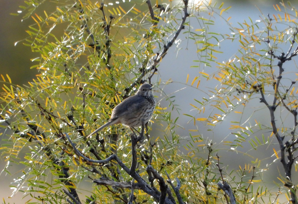 Sage Thrasher - ML645868575