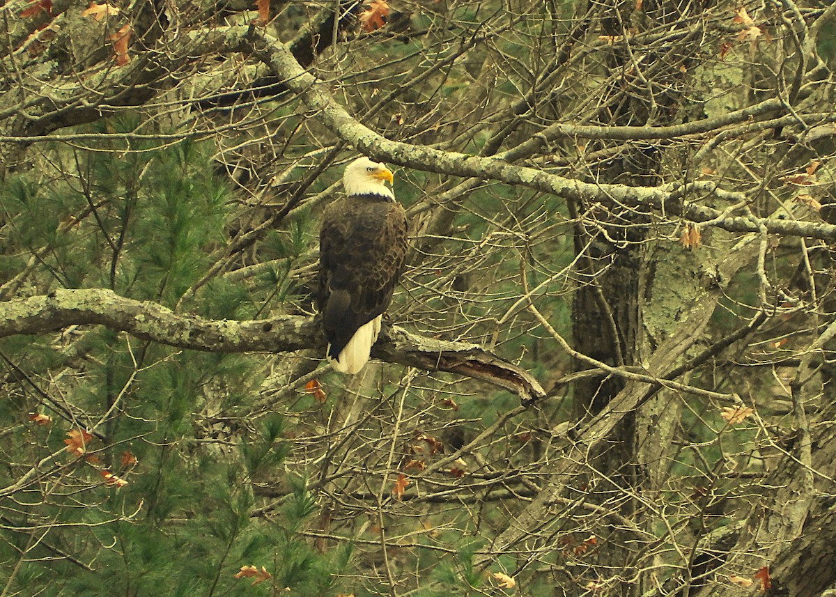 Bald Eagle - ML645868576