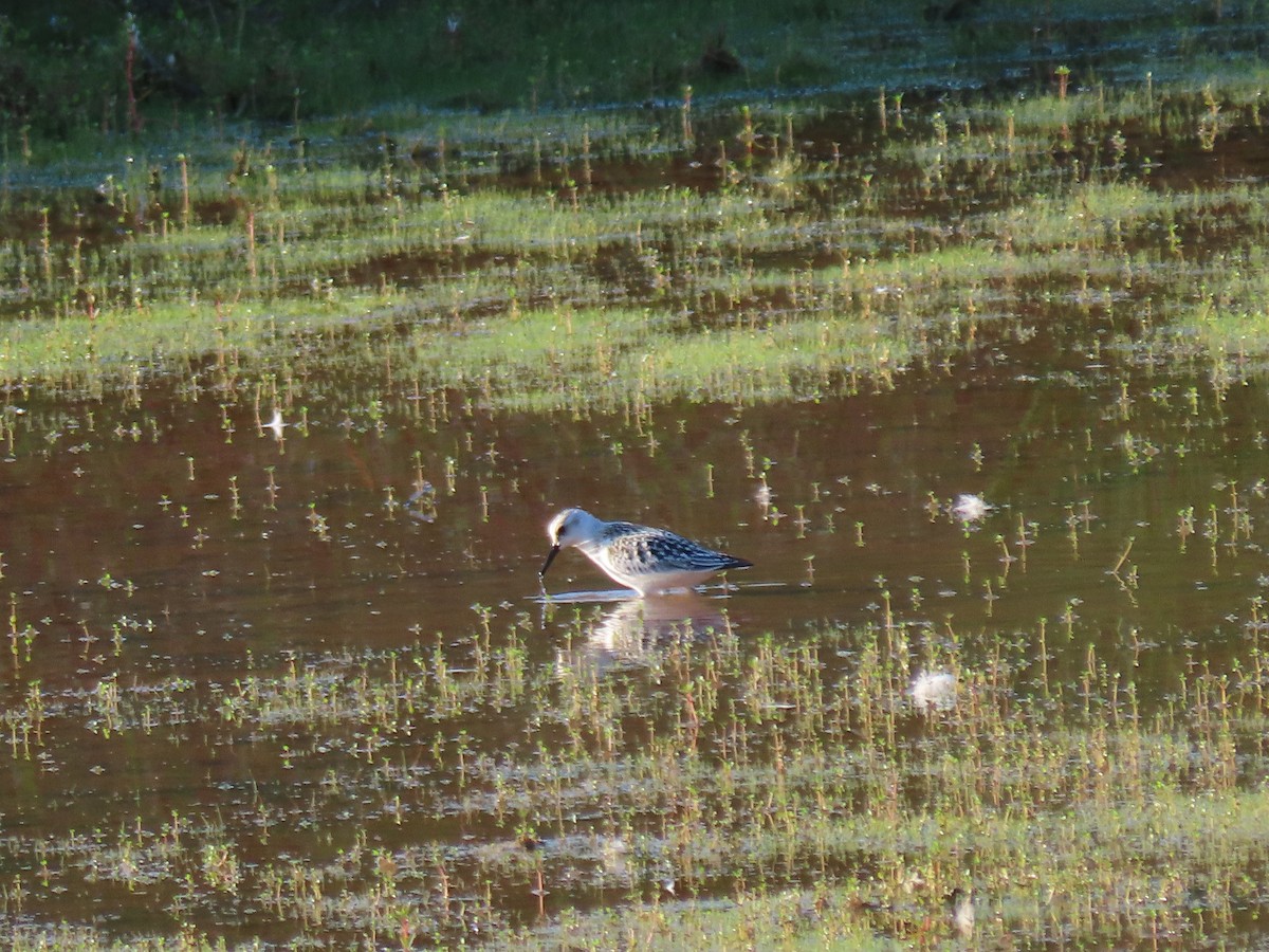 Песчанка - ML645868582