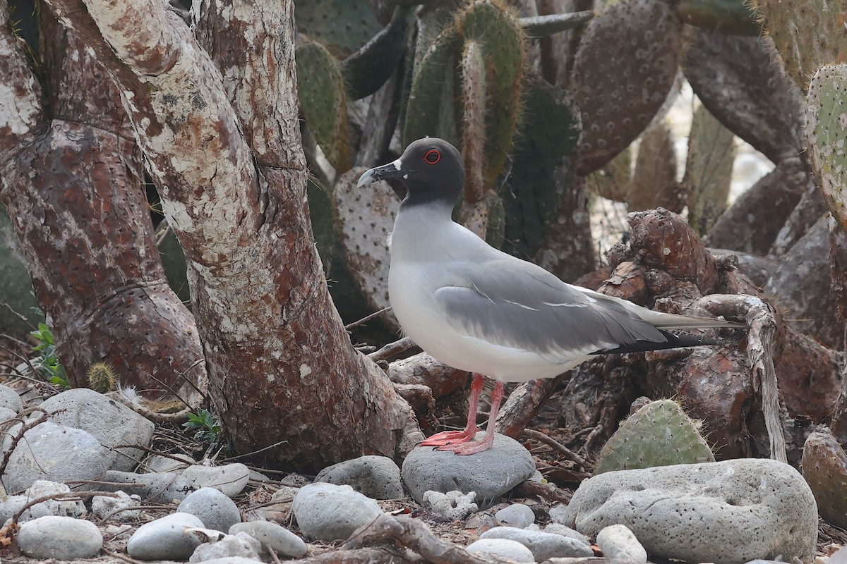 Swallow-tailed Gull - ML645868583
