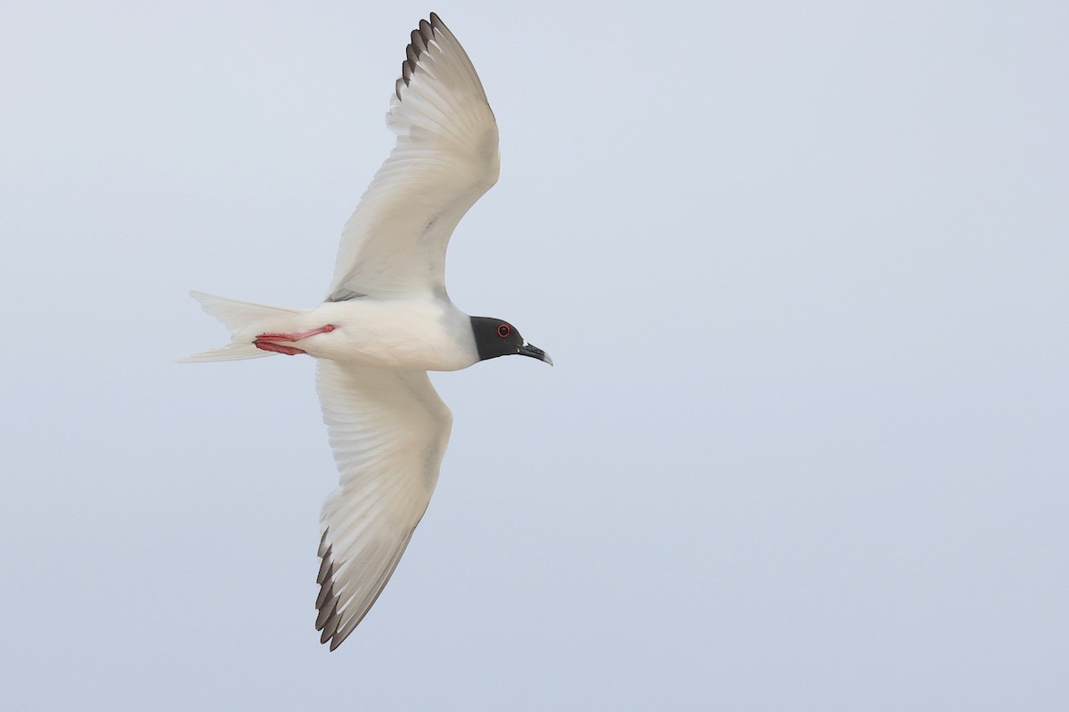 Swallow-tailed Gull - ML645868590