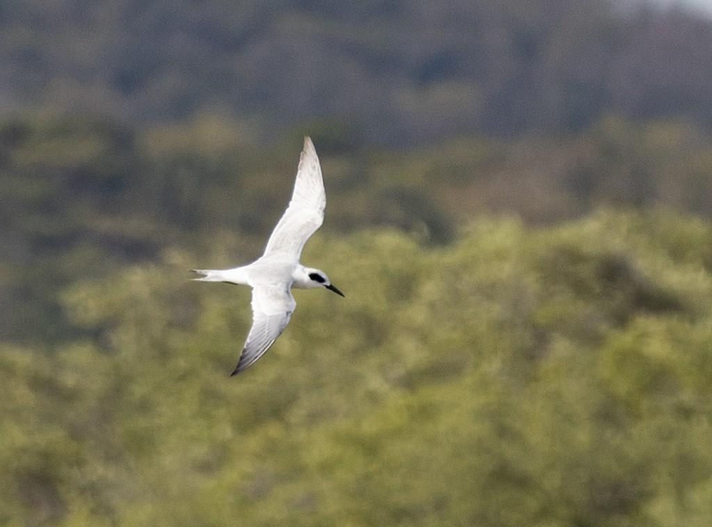 Forster's Tern - ML645868591