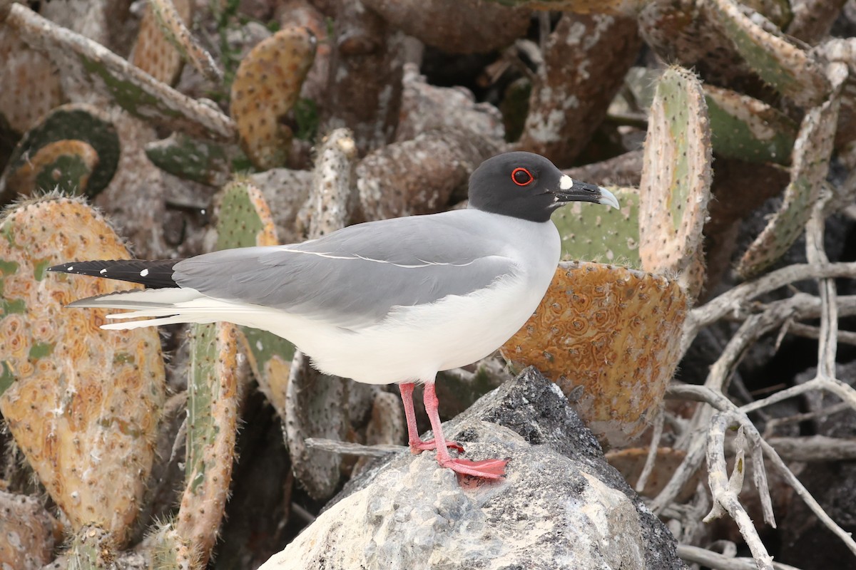 Swallow-tailed Gull - ML645868593