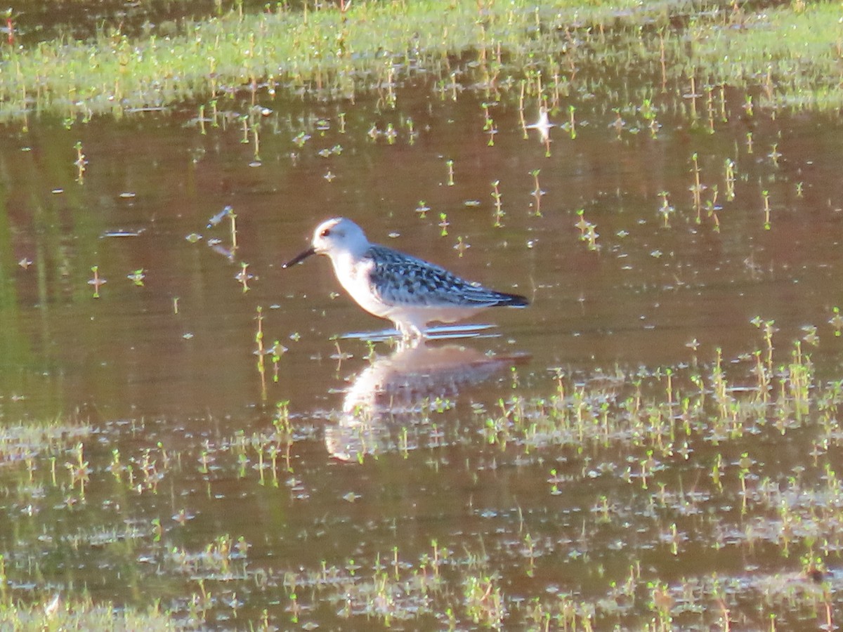 Песчанка - ML645868594