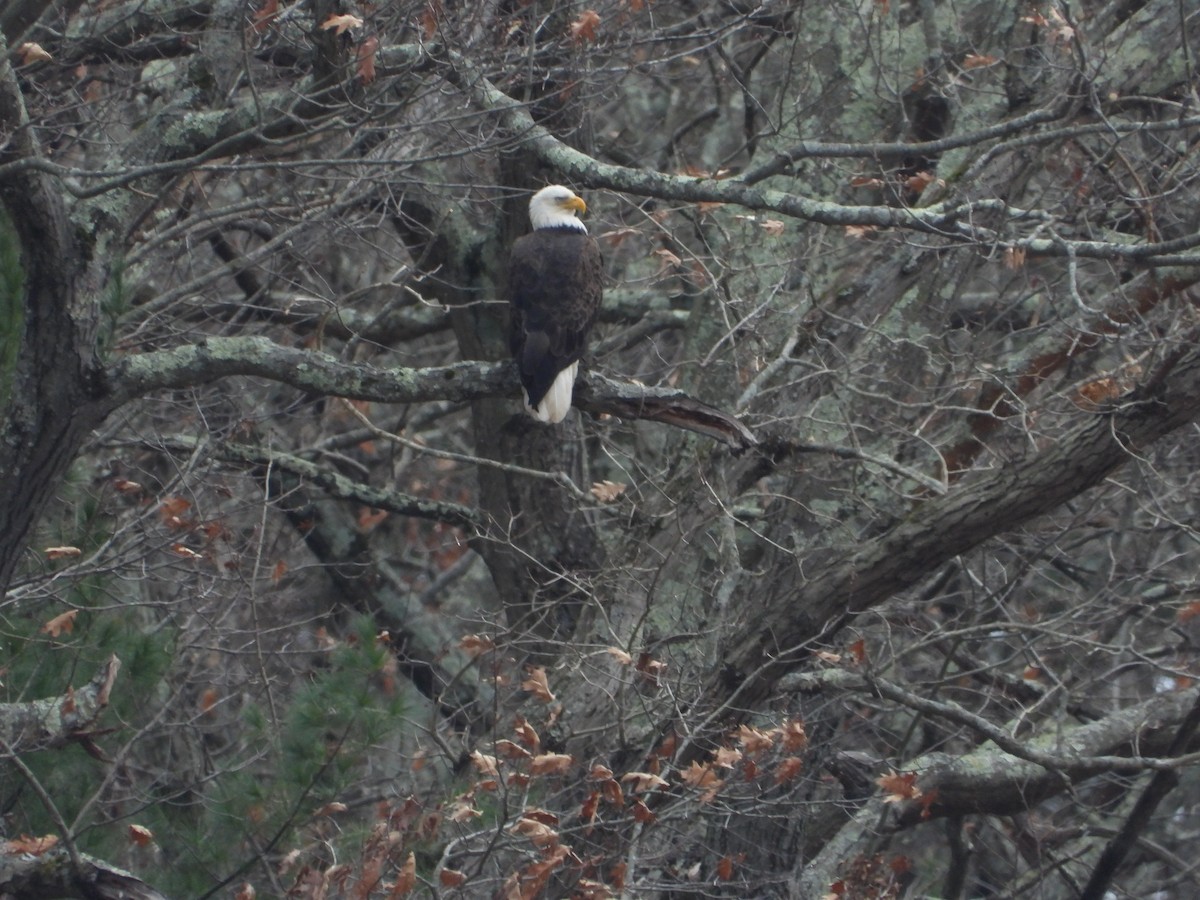 Bald Eagle - ML645868600