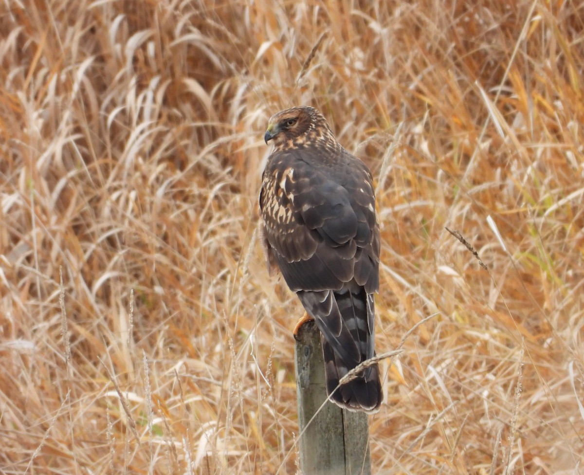 Hudsonweihe - ML645868610