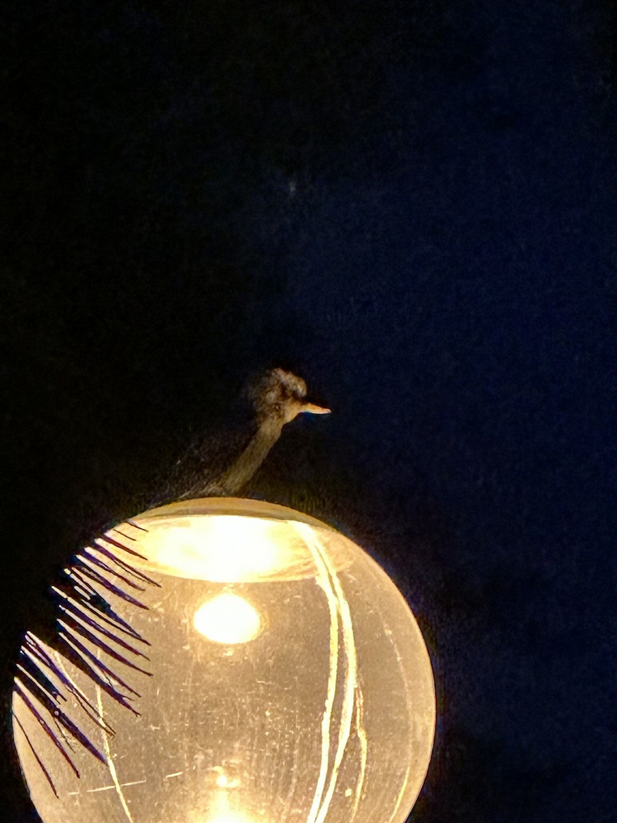 Jägerliest - ML645868620