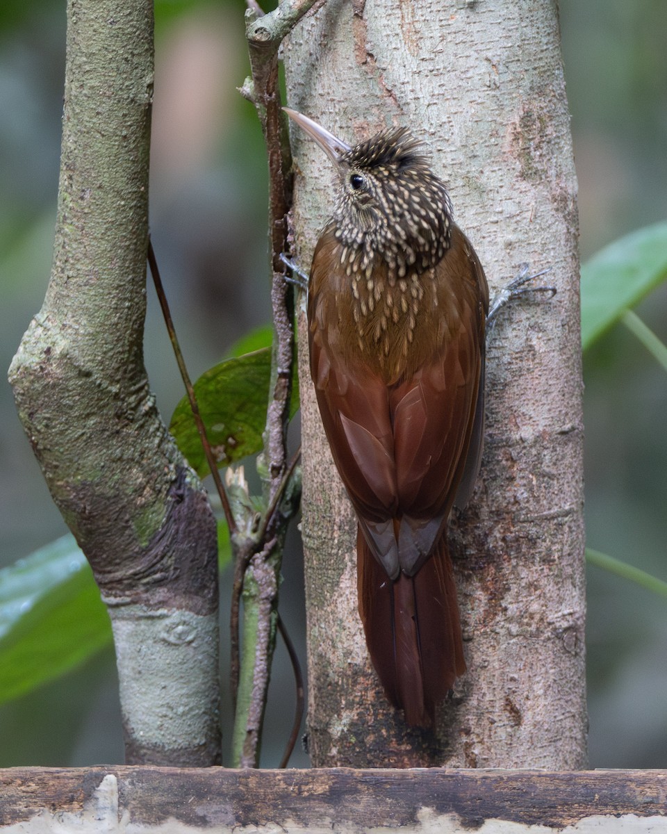 Streifenbaumsteiger - ML645868621