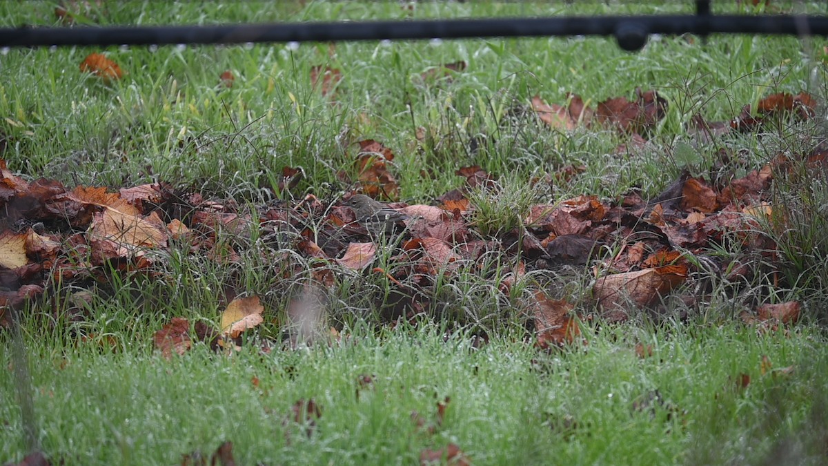 Kronenwaldsänger - ML645868622