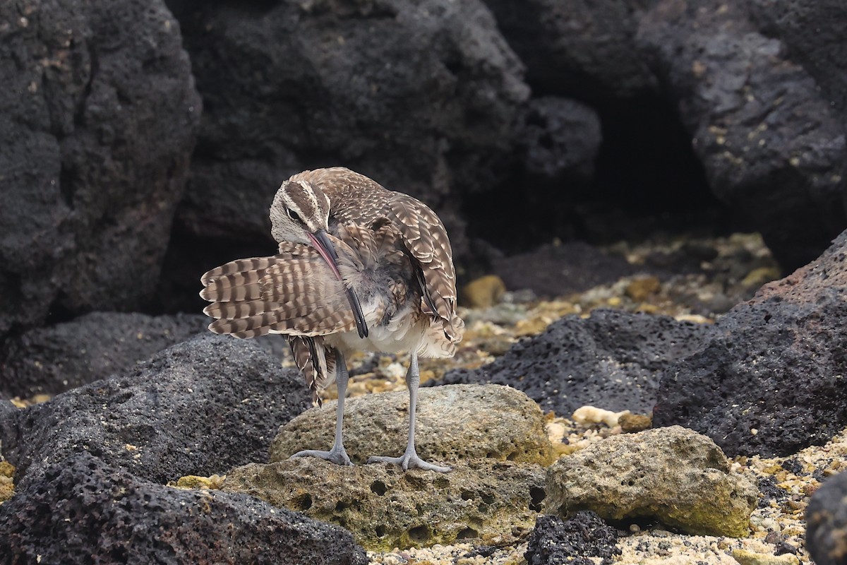 Hudsonbrachvogel - ML645868623