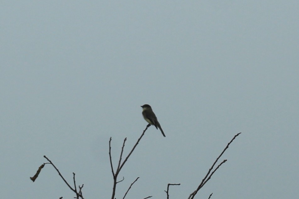 Weißbauch-Phoebetyrann - ML645868624